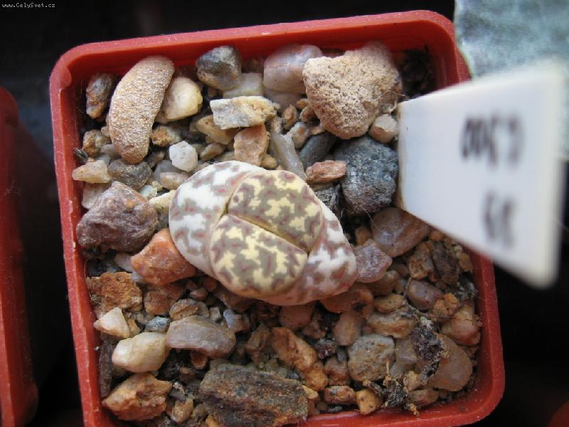 Foto: Lithops