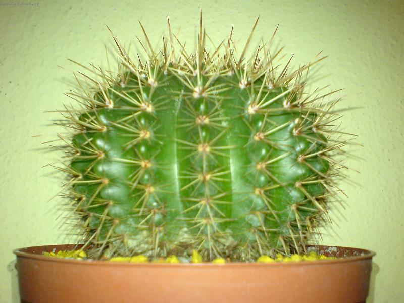 Foto: Notocactus
