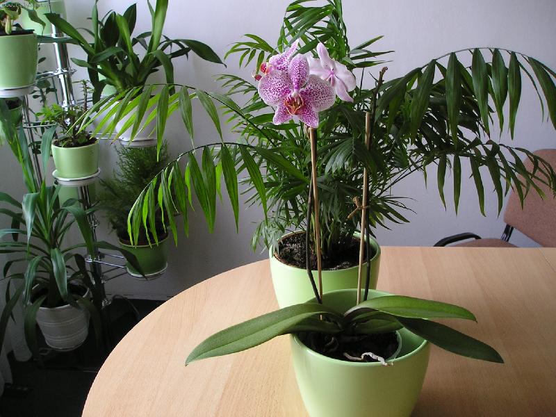 Foto: Orchideje
