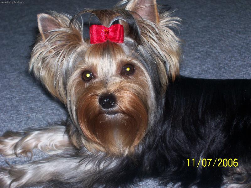 Foto: Bessy