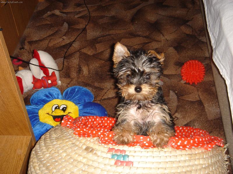Foto: Suzie