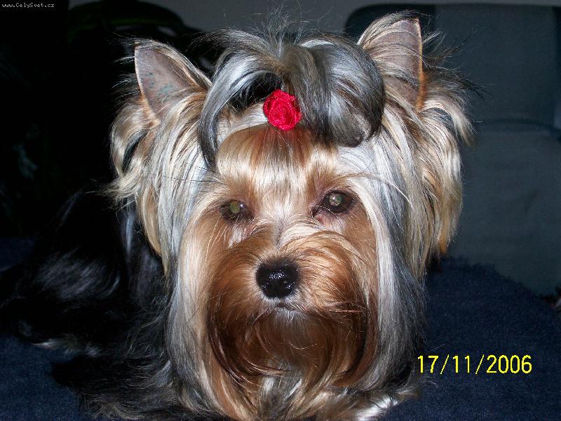 Foto: Bessy