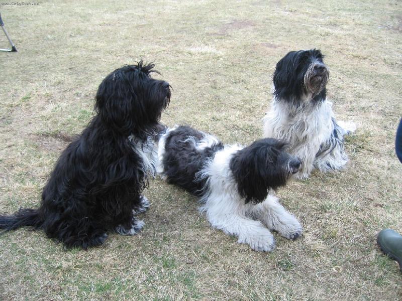 Foto: 3 schapendoes