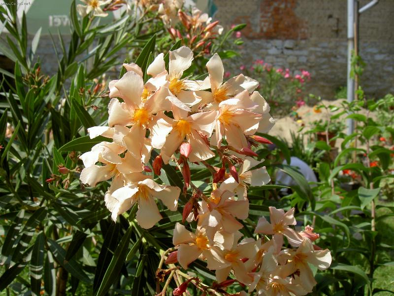 Foto: Olenadr obecn�