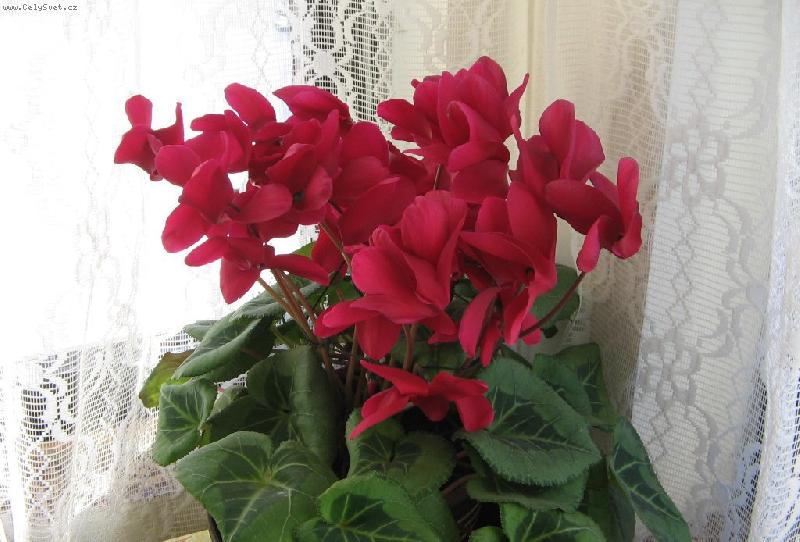 Foto: P�stitelka : Hana