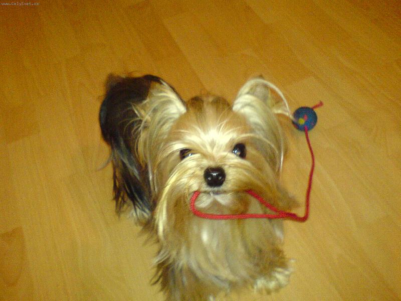 Foto: jolly