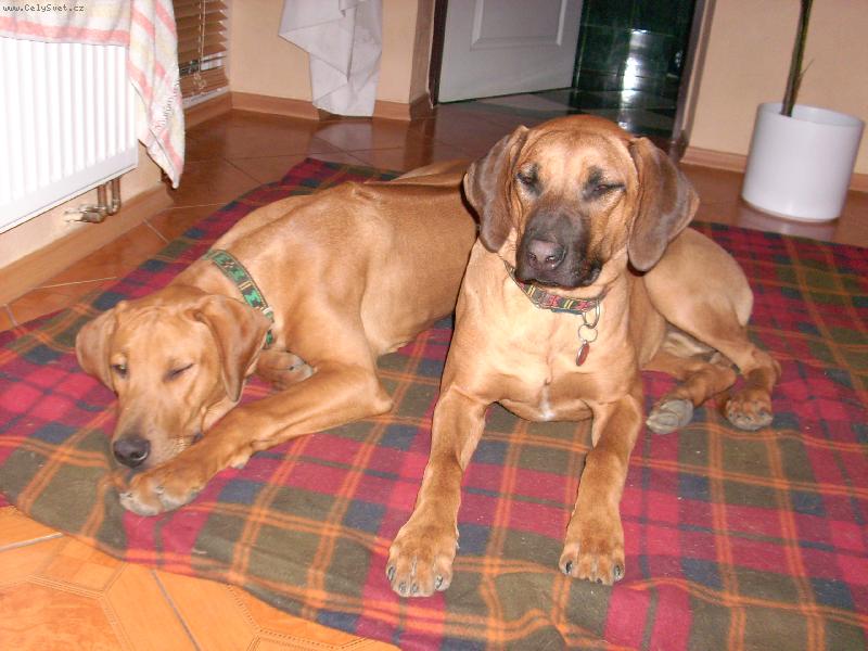 Foto: Rocky a Meggy