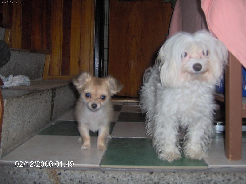 Foto: hol�i�ky