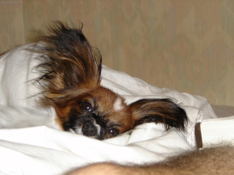 Foto: gizmo(little dipper anee)