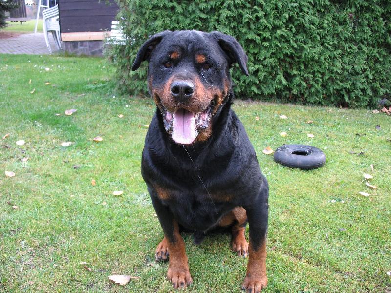 Foto: Rone�ek-Ron�a