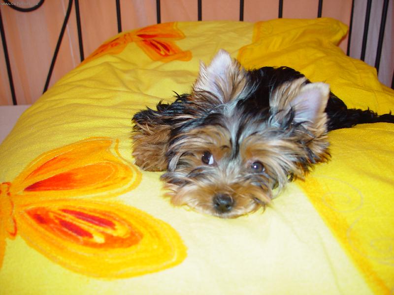 Foto: Jork��rsk� teri�r-Medy