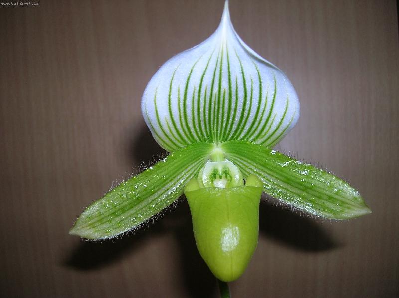 Foto: Paphiopedilum