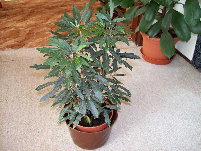 Foto: dizygot�ka-nyn� schefflera elegantisima