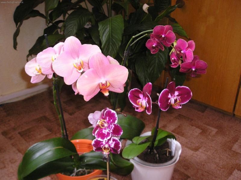 Foto: pospolu-orchideje