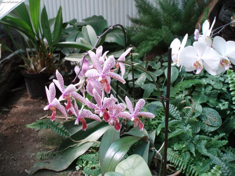 Foto: N�v�t�va u Anonyma