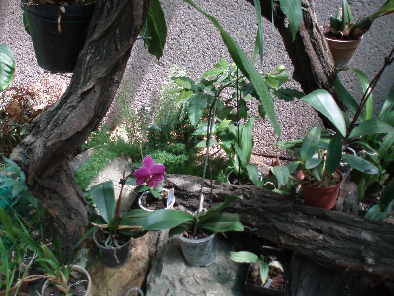 Foto: N�v�t�va u Anonyma