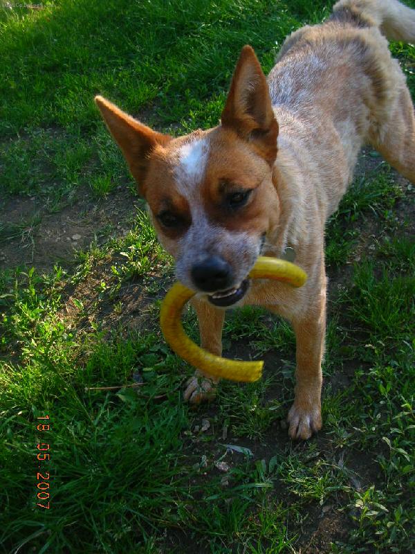 Foto: Australsk� hon�ck� pes