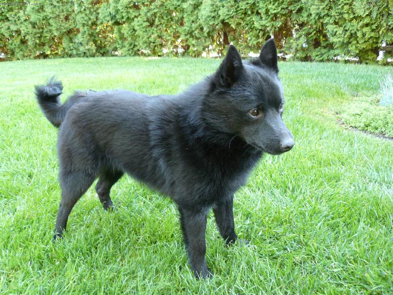 Foto: Black Jack Taien