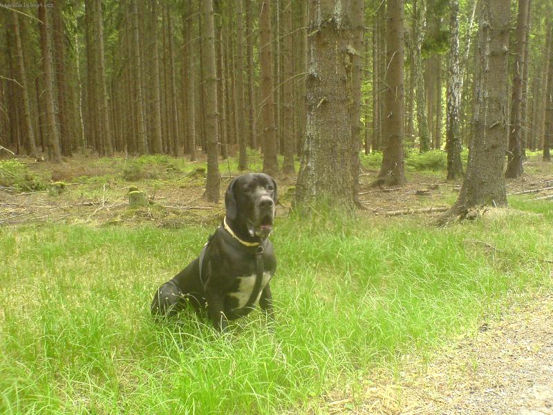 Foto: Dante �esk� Sirius