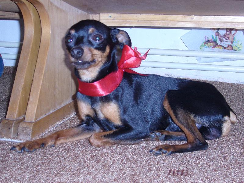 Foto: Velikono�n� Rambo-Rambo