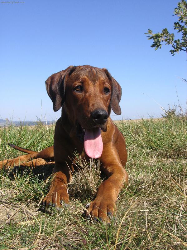 Foto: Alf Hanaho-6 m�s�c�