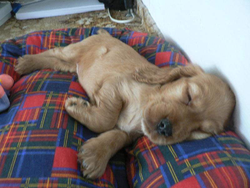 Foto: Pi�kot-prvn� den doma