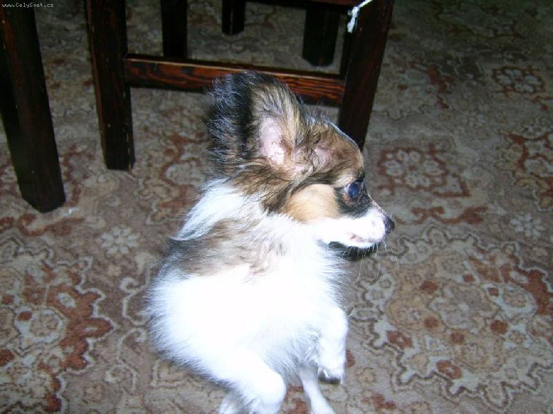 Foto: Bon�a pros�-pros�m dej mi n�co dobr�ho