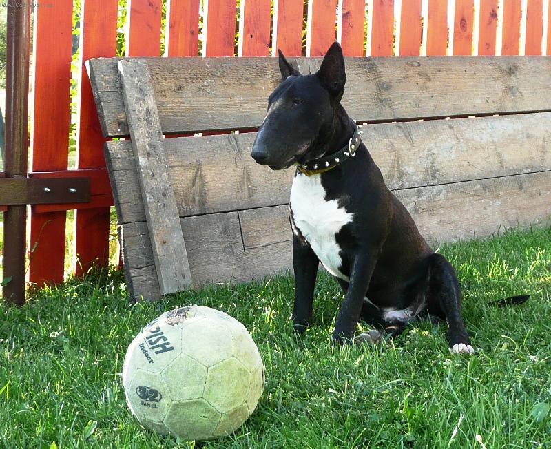 Foto: Ozzy a bal�n