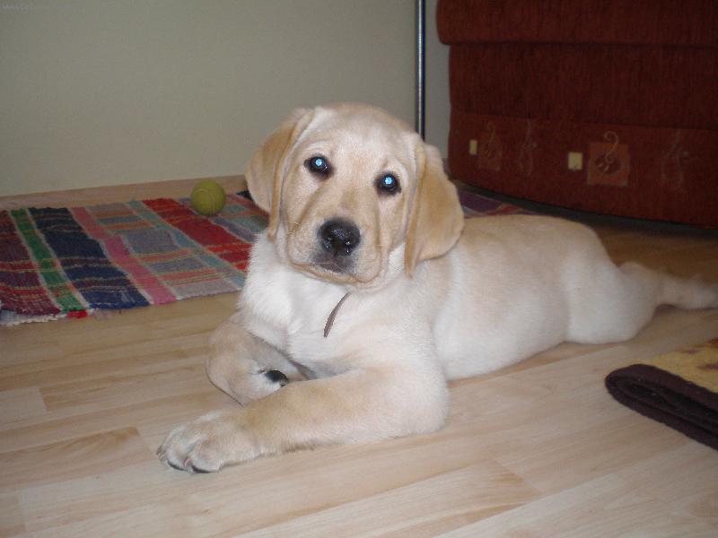 Foto: Na co �ek�??-Labrador Lucky