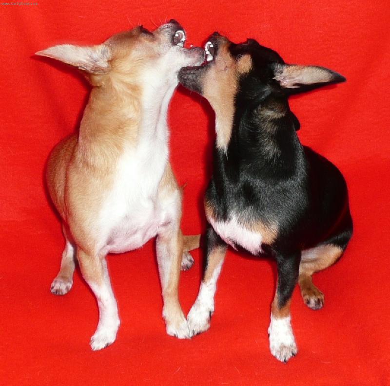 Foto: Celest�nek s Valent�nkem