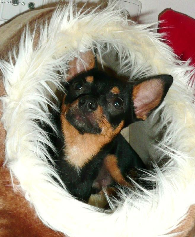 Foto: Valent�n-Valent�nek v kukani