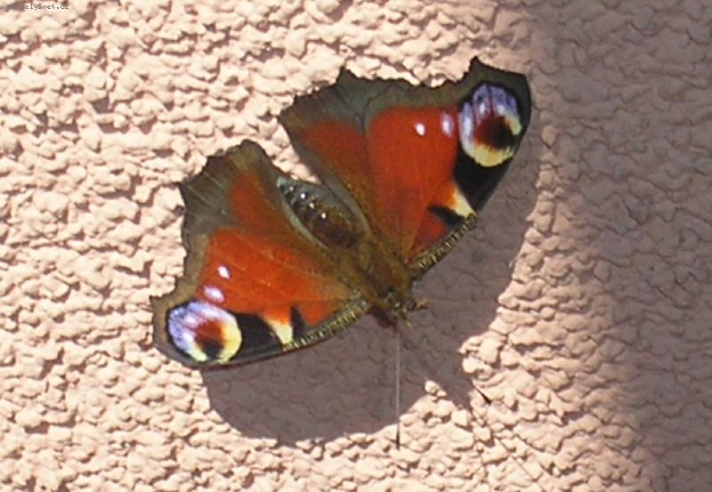 Foto: Mot�lek-....