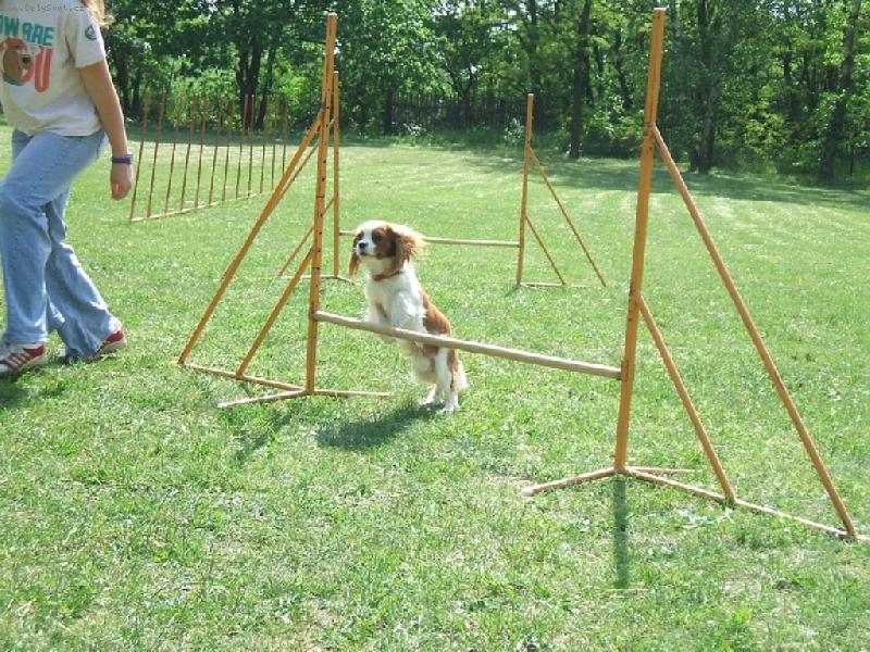 Foto: Charlie na agility