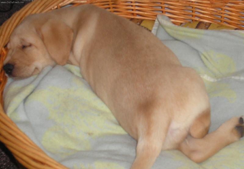 Foto: Britu�a-Spinu�ka...