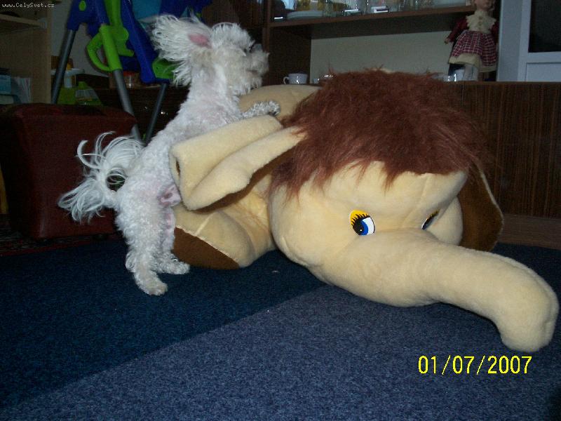 Foto: Rone�ek a slon-Stejn� t� p�rperu