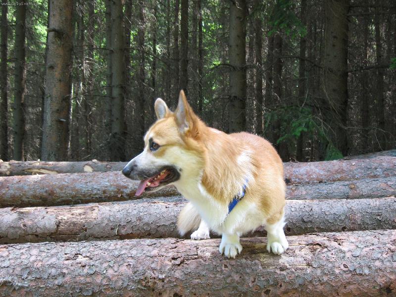 Foto: Flipper-na v�let�