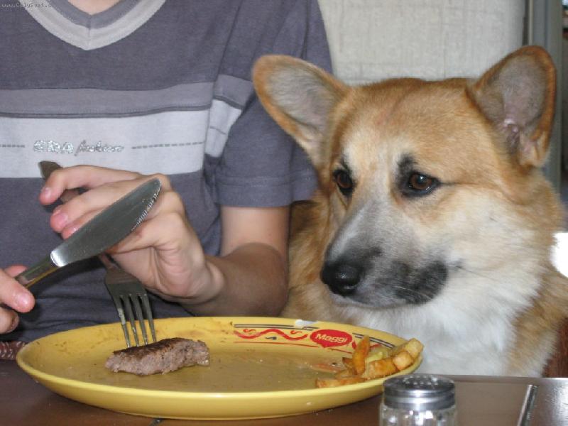 Foto: stolov�n�-ps� �ivot