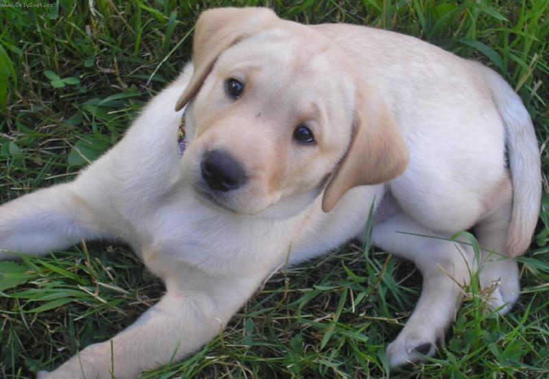 Foto: Labradorsk� retr�vr-mimi