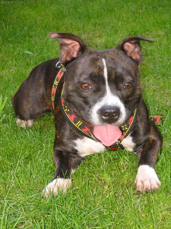 Foto: debra staffkomas