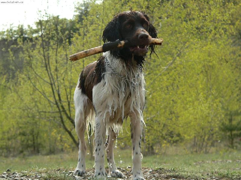 Foto: Z vody-Cir z B�l� Tel�e