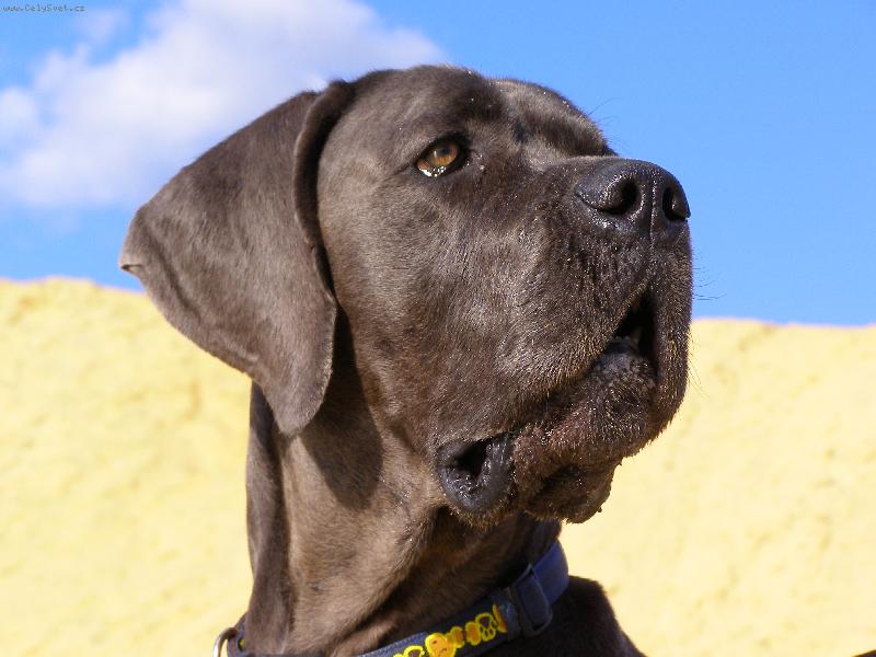 Foto: Lulu Dajhar-dog