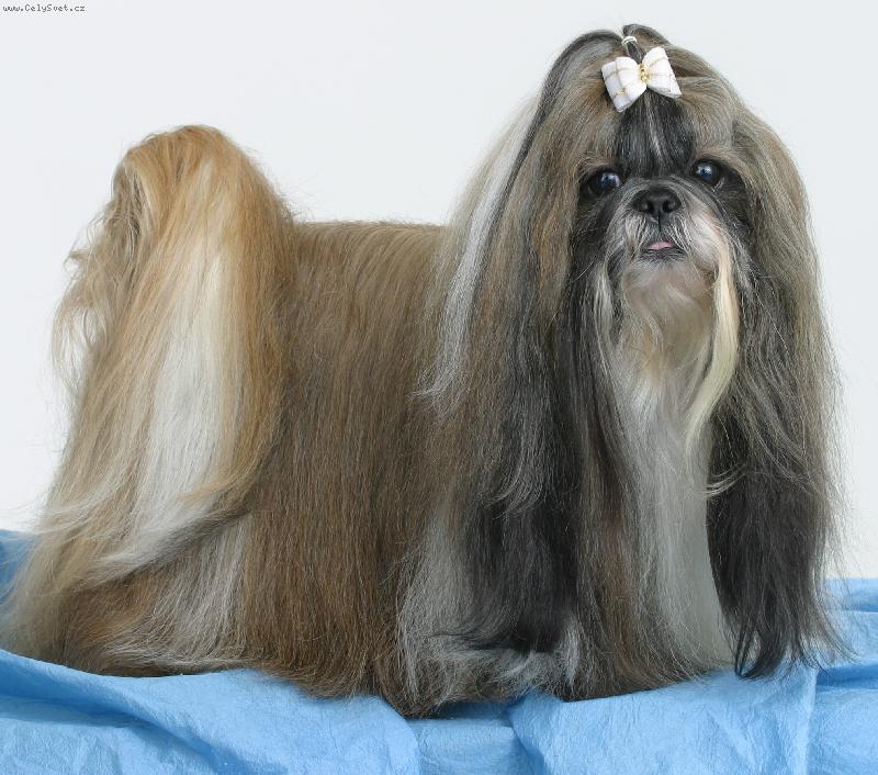 Foto: CH. Jeron Atrei