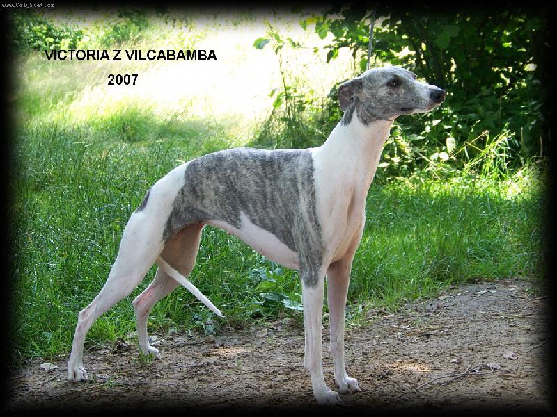 Foto: Whippet