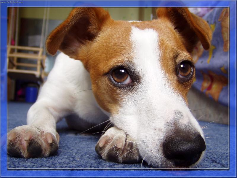 Foto: Jessynka je unaven�-Chrupk�