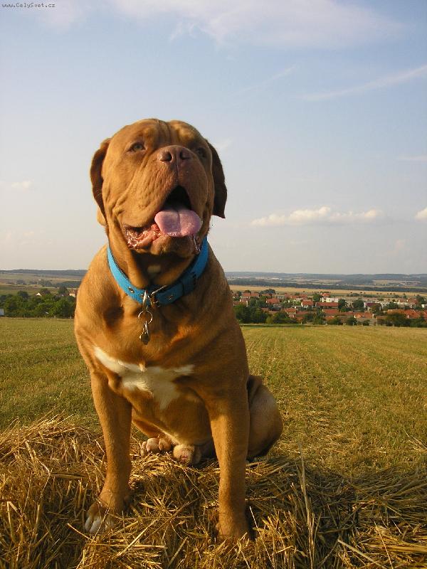 Foto: Gab�k-hupsa hejsa na bal�ku