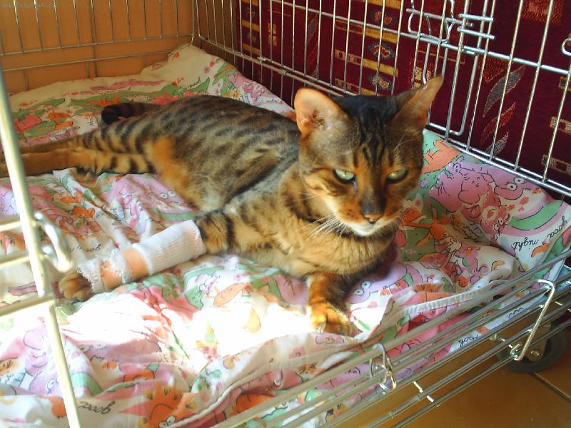 Foto: Jozin jungle cat