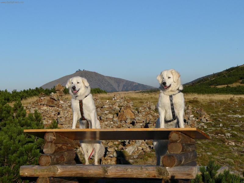 Foto: B�ra a Greis v Krkono��ch