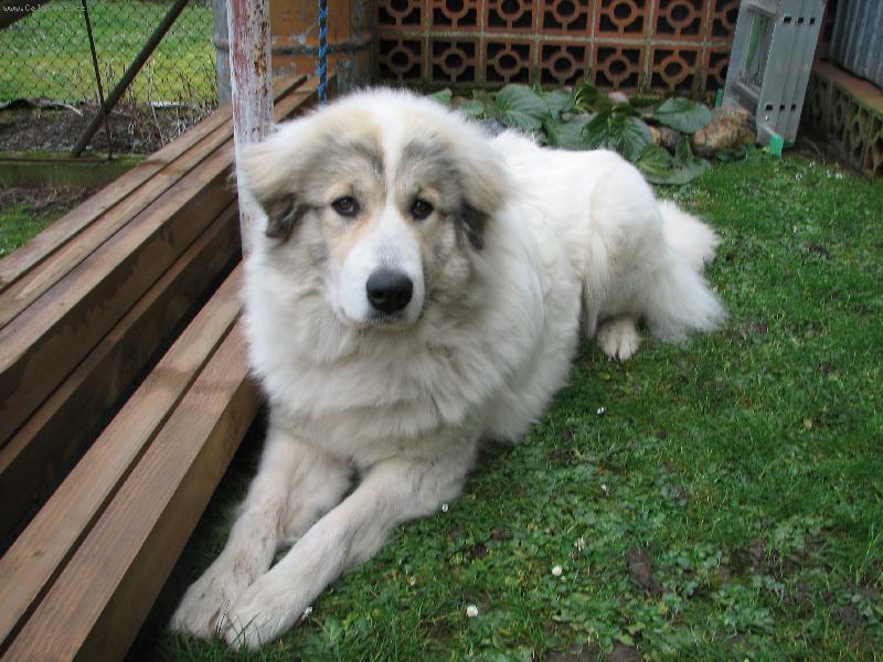 Foto: Pyrenej-Charlize Dogmania