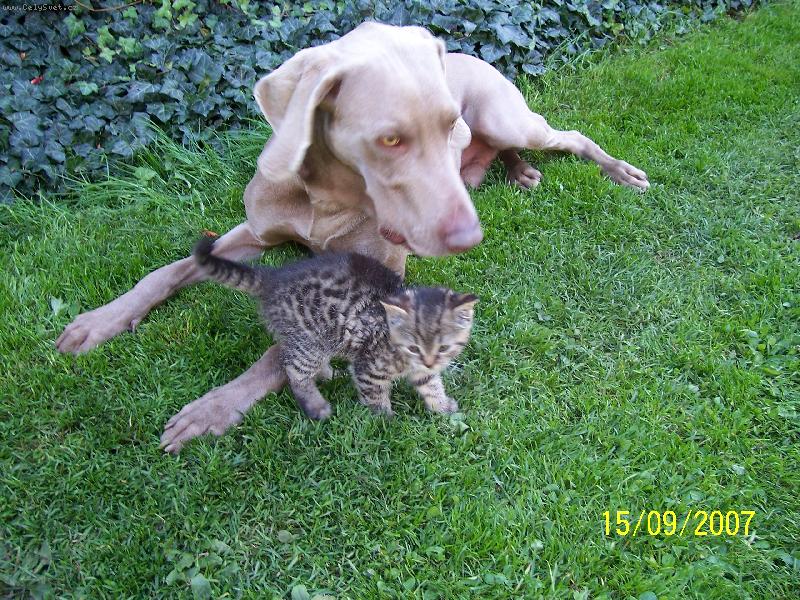 Foto: Garp a Gargamel-Kamar�di