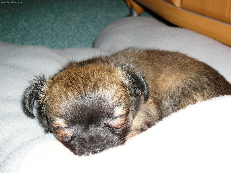 Foto: �t���tko-jak spink�